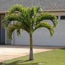 royal palm